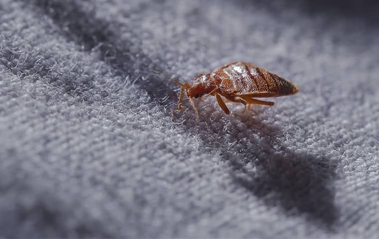 Bed bug on fabric casting a large dark shadow