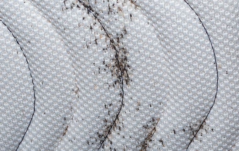 Signs of bed bugs with black dots spread across a mattress