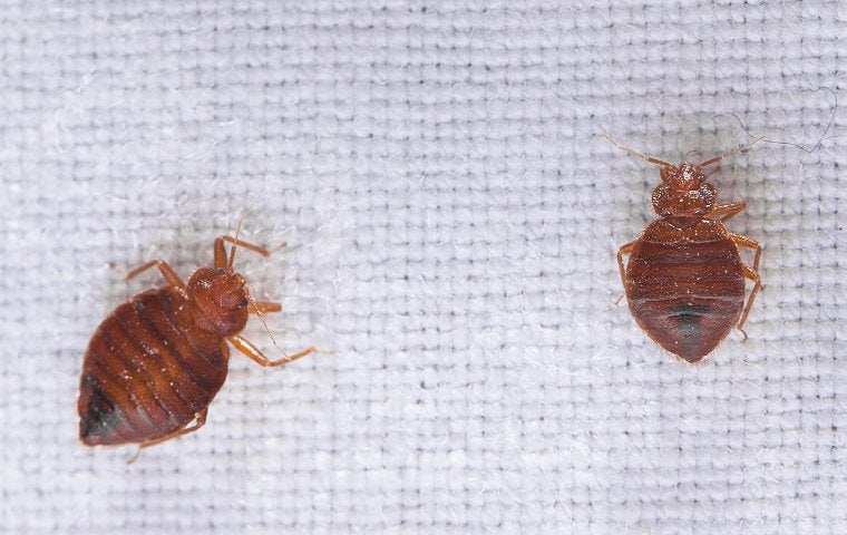 Two brown bed bugs with some white dust particles on them as they lay on top of white fabric