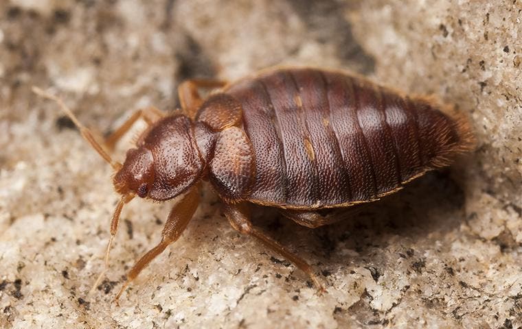 Zoomed in side view of a bed bug crawling on dirt