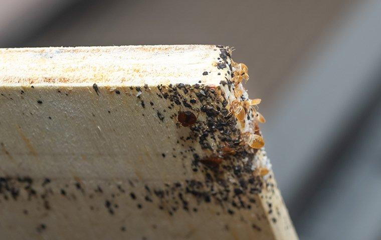 stained bed frame board with bed bugs